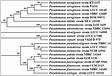 Classifying Pseudomonas aeruginosa Strains of Human Origin in